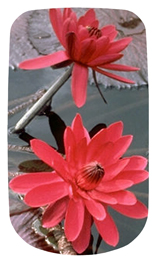 DAROYAL-026 Water Lily Red